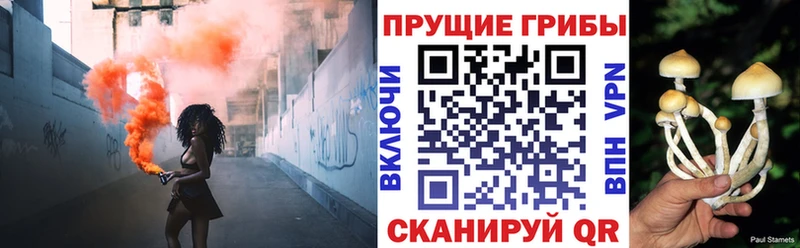 Купить где  Андреаполь  Псилоцибиновые грибы Psilocybe 